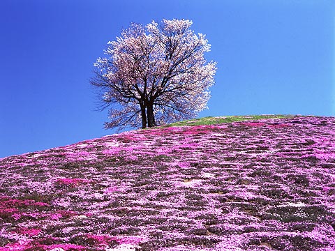 sakura